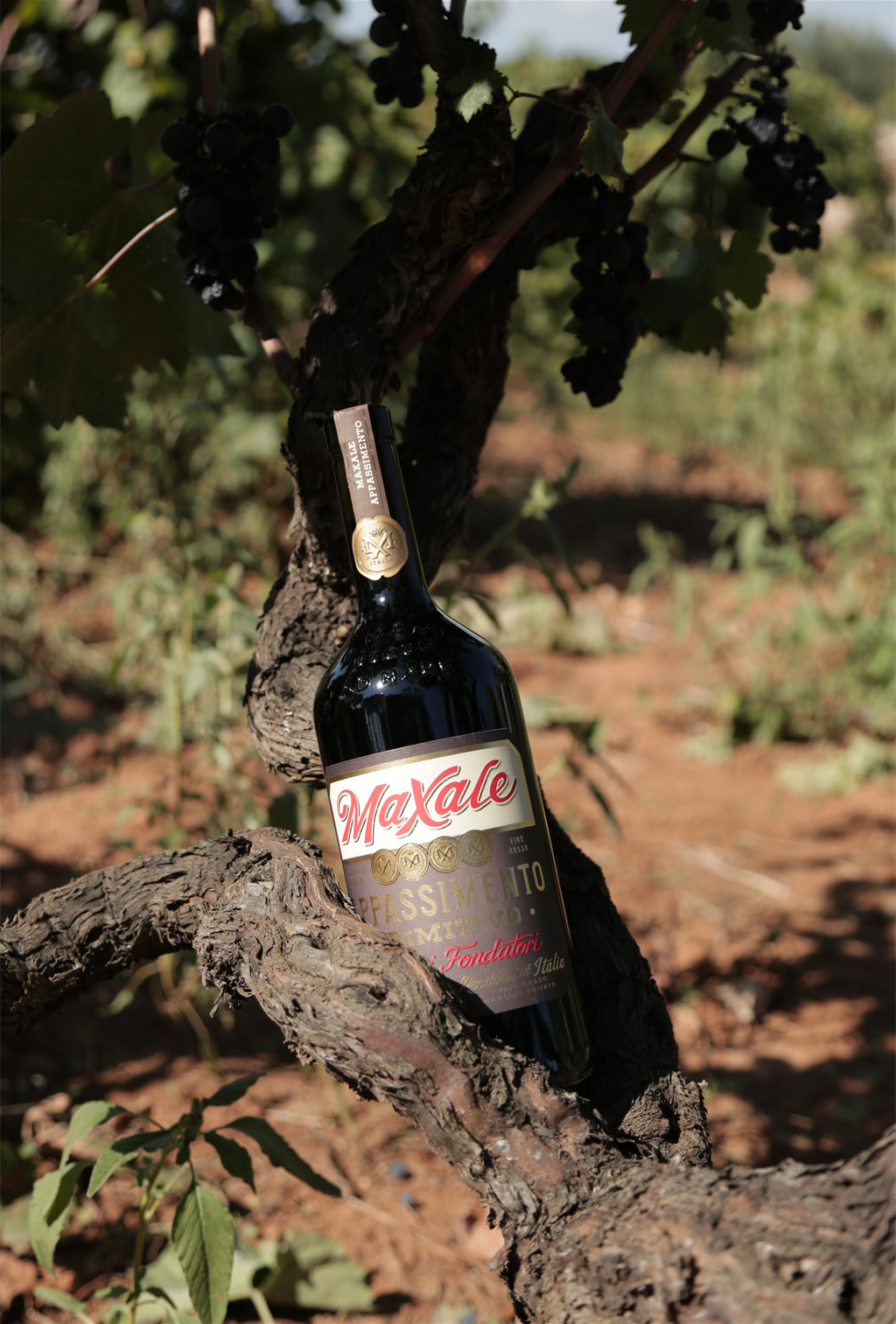Primitivo Puglia Appassimento IGP