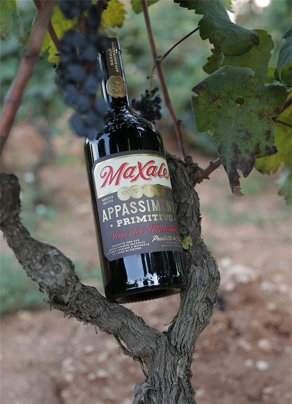 Primitivo Puglia Appassimento IGP
