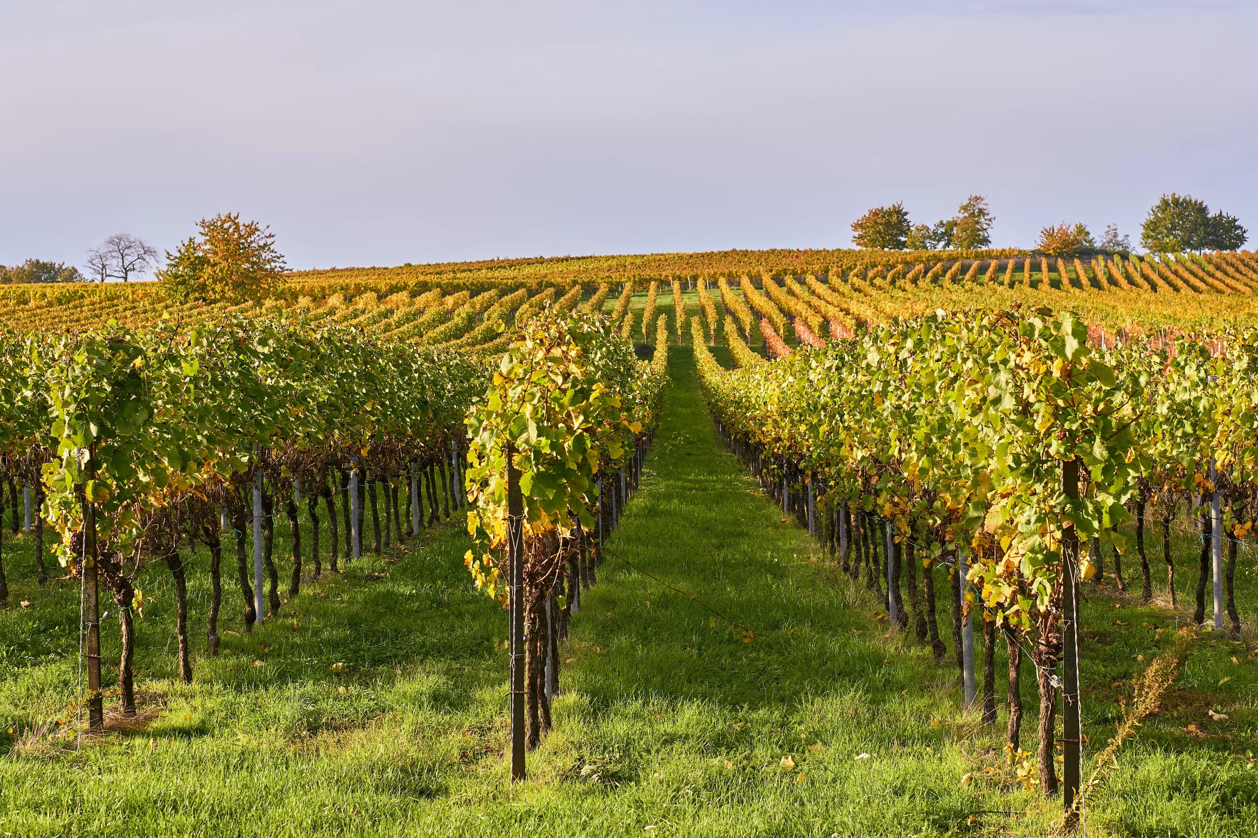 vineyard-4566852